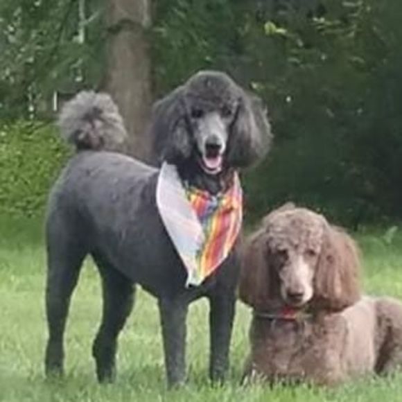 my2poodles